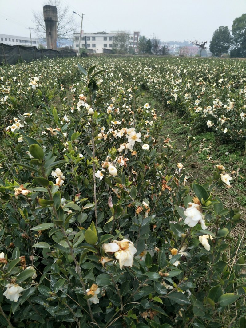 高产嫁接良种油茶苗中国油茶之乡湘林210基地直供
