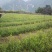 中药材