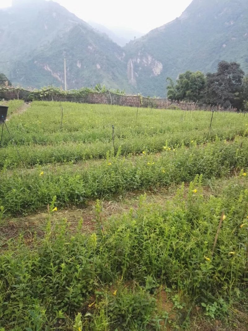中药材