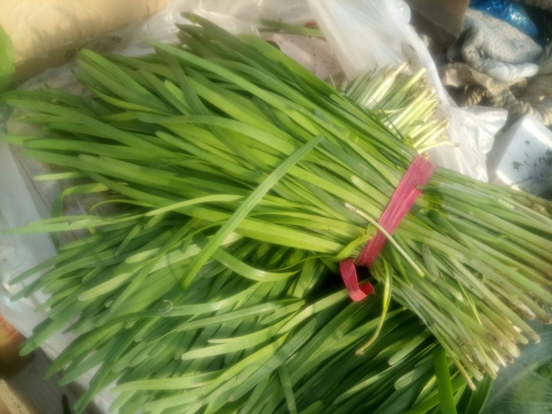 韭菜，大叶，老棍，汉中，雪韭，品种齐全，颜色黑绿。