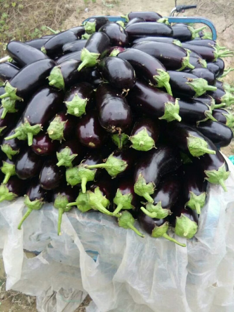 茄子