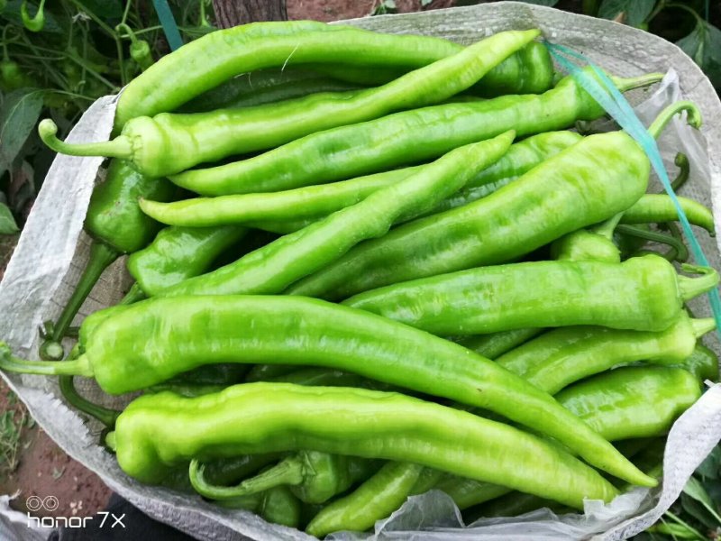 辣椒精品三零一大量上市有要的时抓紧联系质量好个头大