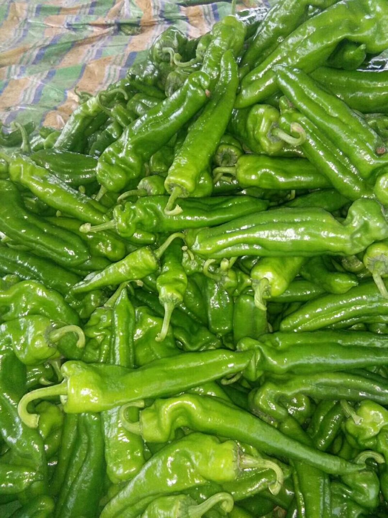 辣椒精品三零一大量上市有要的时抓紧联系质量好个头大