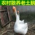 三花鹅苗