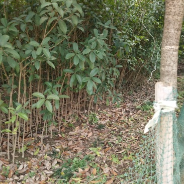 桂花小苗