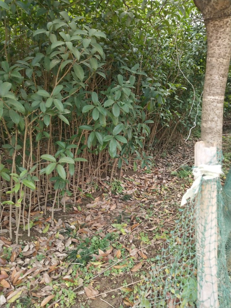 桂花小苗