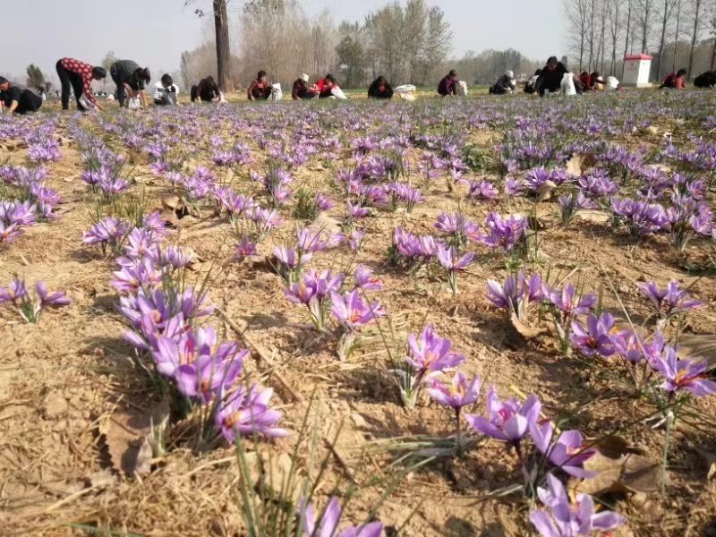 国产藏红花种球藏红花种球，合作社直销量大从优种植技术指导