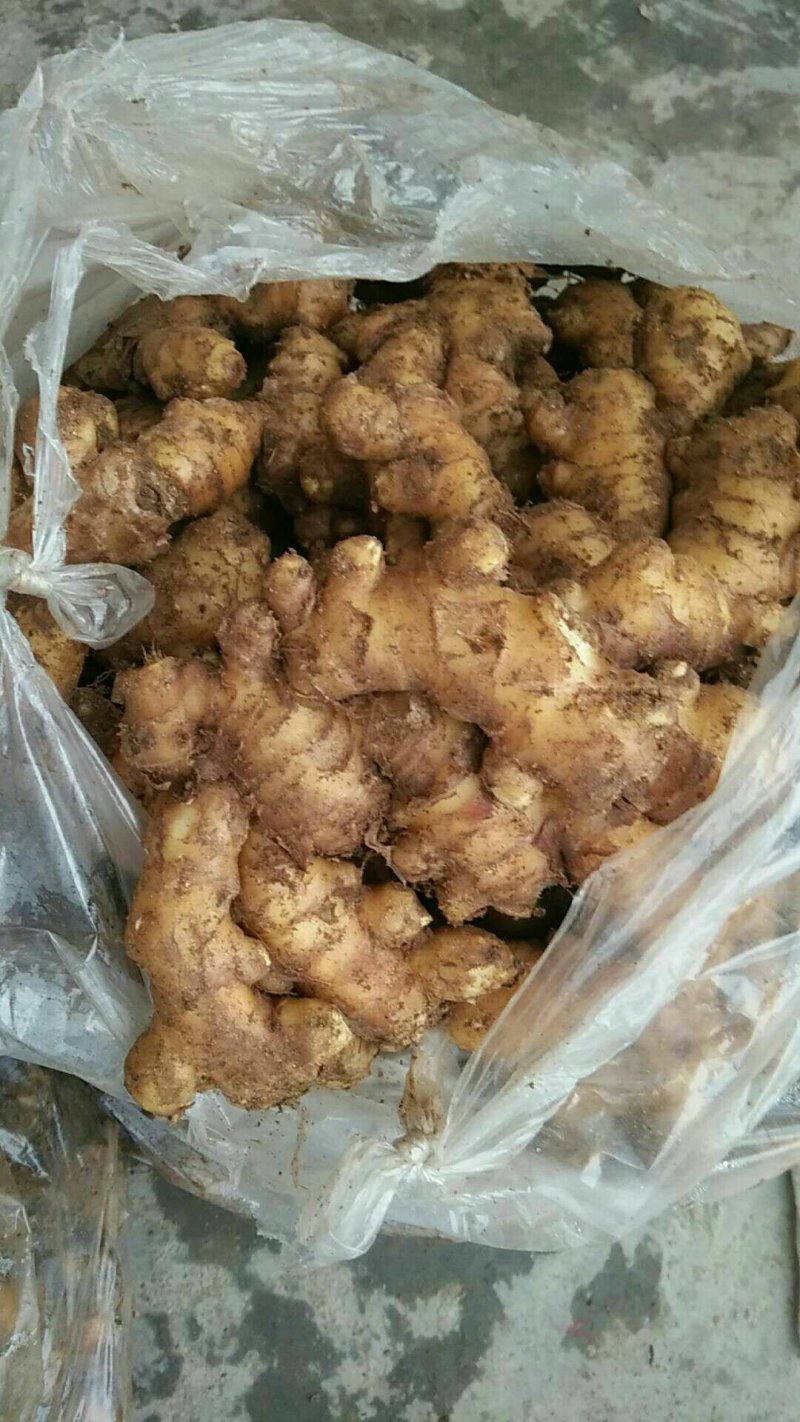 大黄姜基地。有大量生姜批发价格优惠。质量保证欢迎咨询！