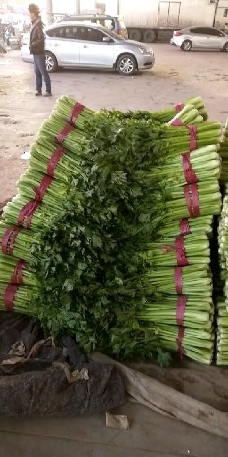 【精品】河北芹产地直发，可视频看货，品质保证，欢迎来电