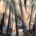 黑皮甘蔗，黑皮甘蔗种子直销