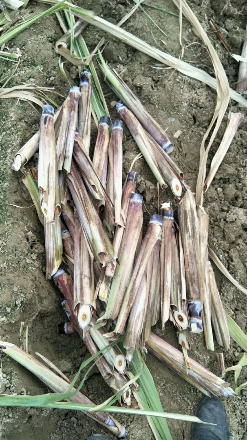 黑皮甘蔗种，4一8个芽