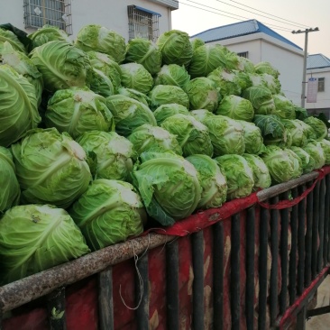 圆包菜，产地直供，大小均匀，颜色好，欢迎选购