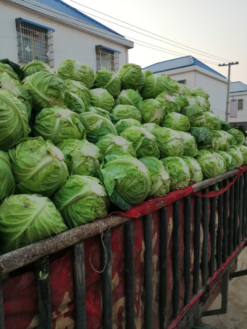 圆包菜，产地直供，大小均匀，颜色好，欢迎选购