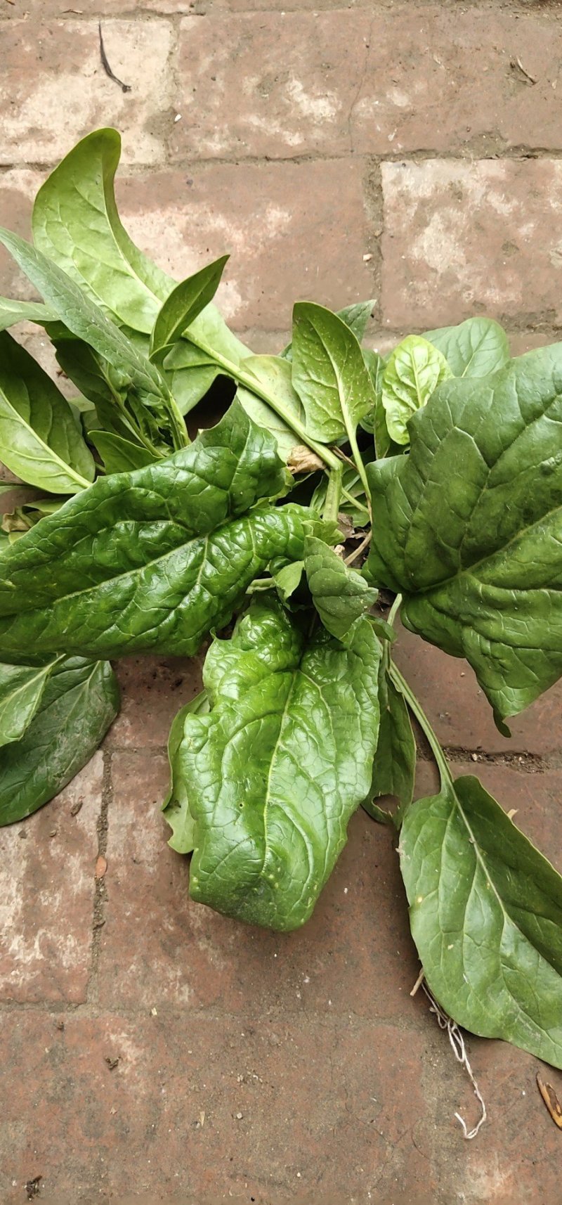 菠菜