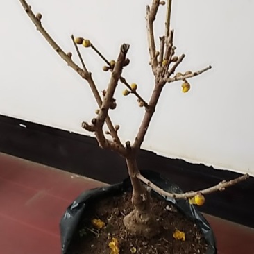 腊梅阳庭院都可以种植的不怕寒冷