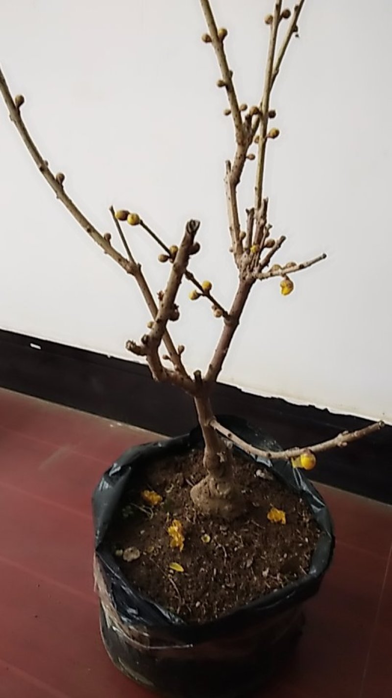腊梅阳庭院都可以种植的不怕寒冷