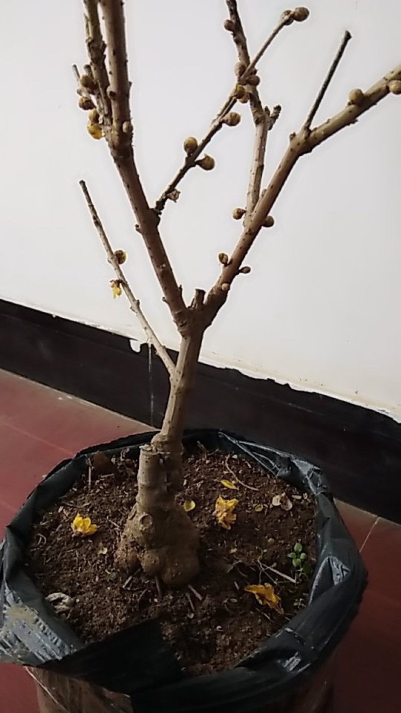 腊梅阳庭院都可以种植的不怕寒冷