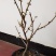 腊梅阳庭院都可以种植的不怕寒冷