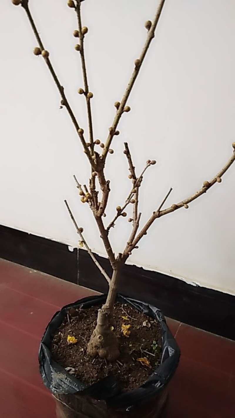 腊梅阳庭院都可以种植的不怕寒冷