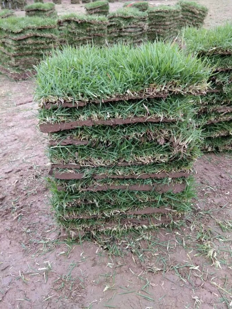 湖南郴州草皮