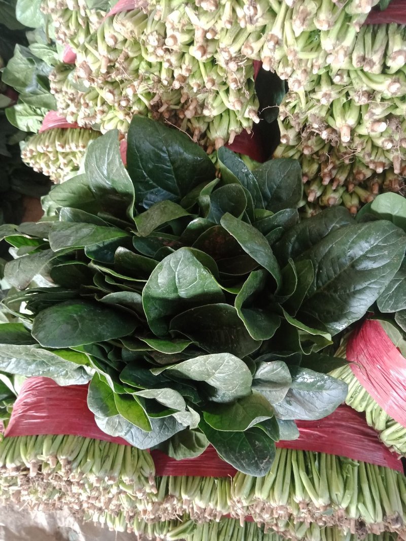 【精品】山东大叶菠菜20-30厘米，标准两排-三排菜规格齐全