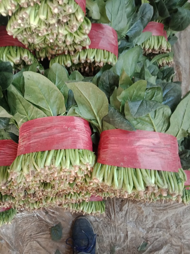 【精品】山东大叶菠菜20-30厘米，标准两排-三排菜规格齐全