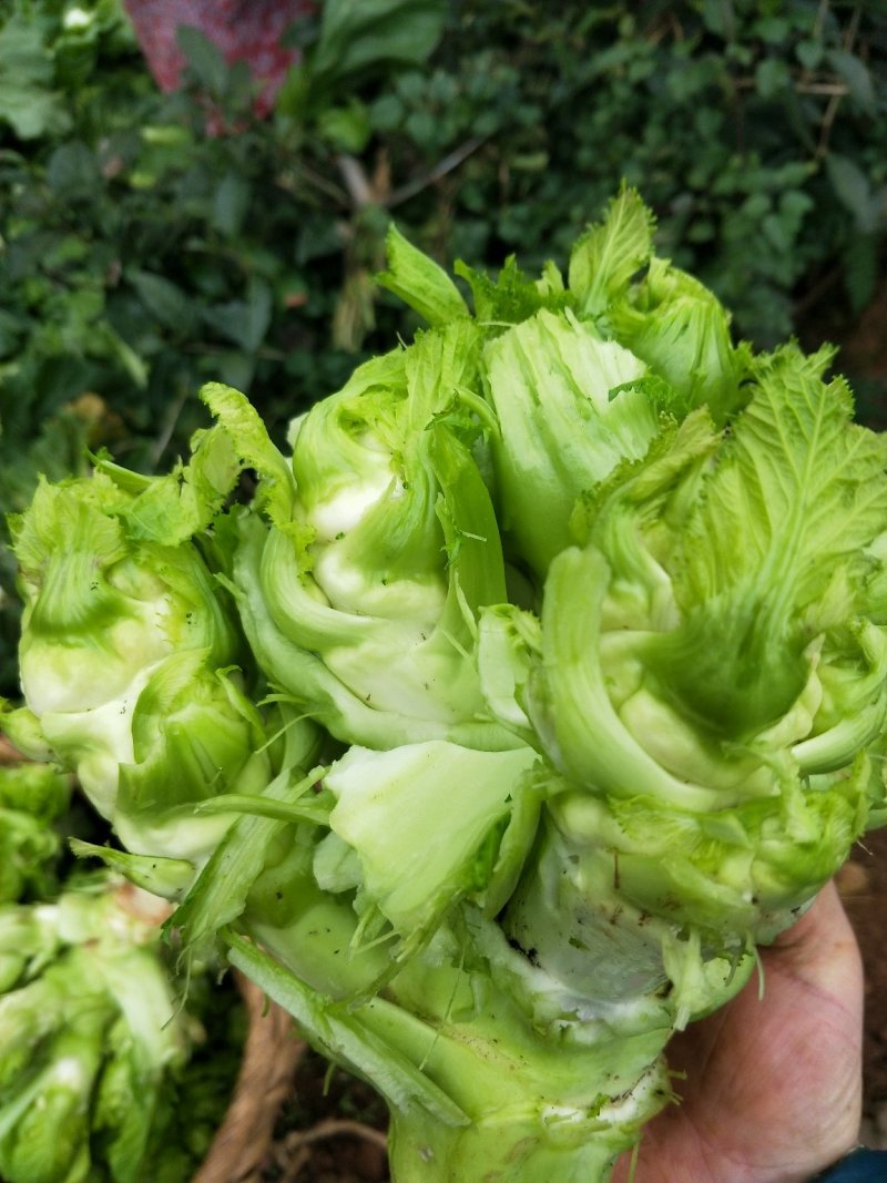 儿菜2斤以上