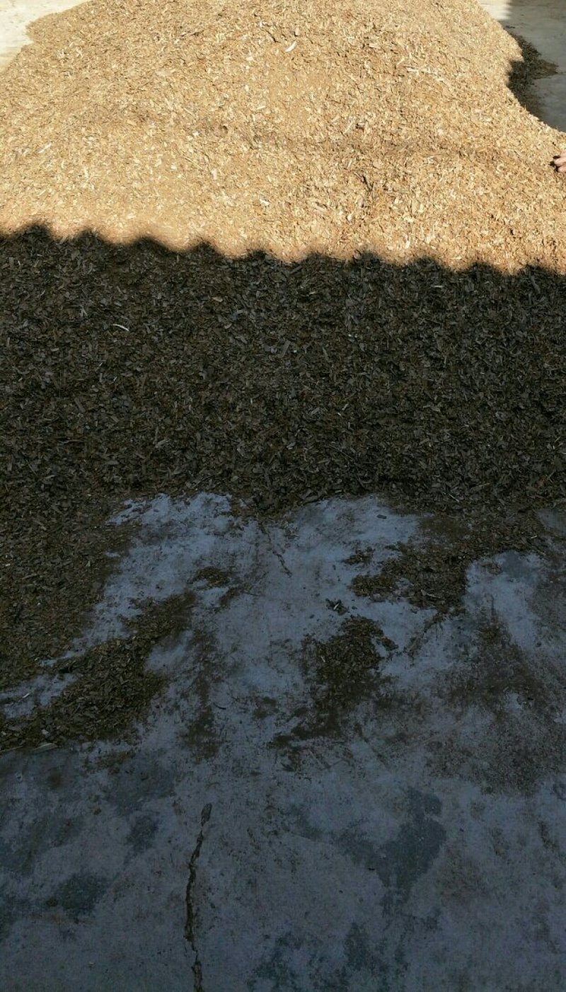 鬼箭羽大片手掰货统货过电筛新鲜枝条各种规格产地大量批发