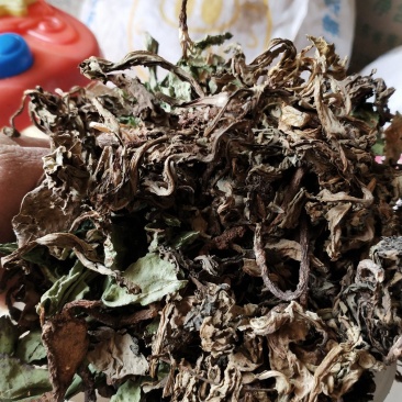 纯野生整株带根蒲公英