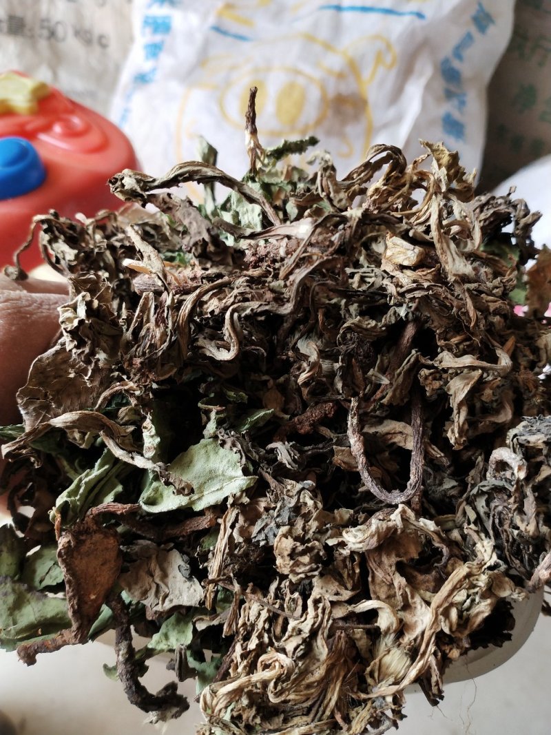 纯野生整株带根蒲公英