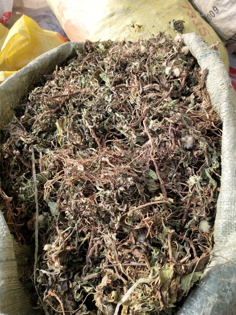 纯野生整株带根蒲公英