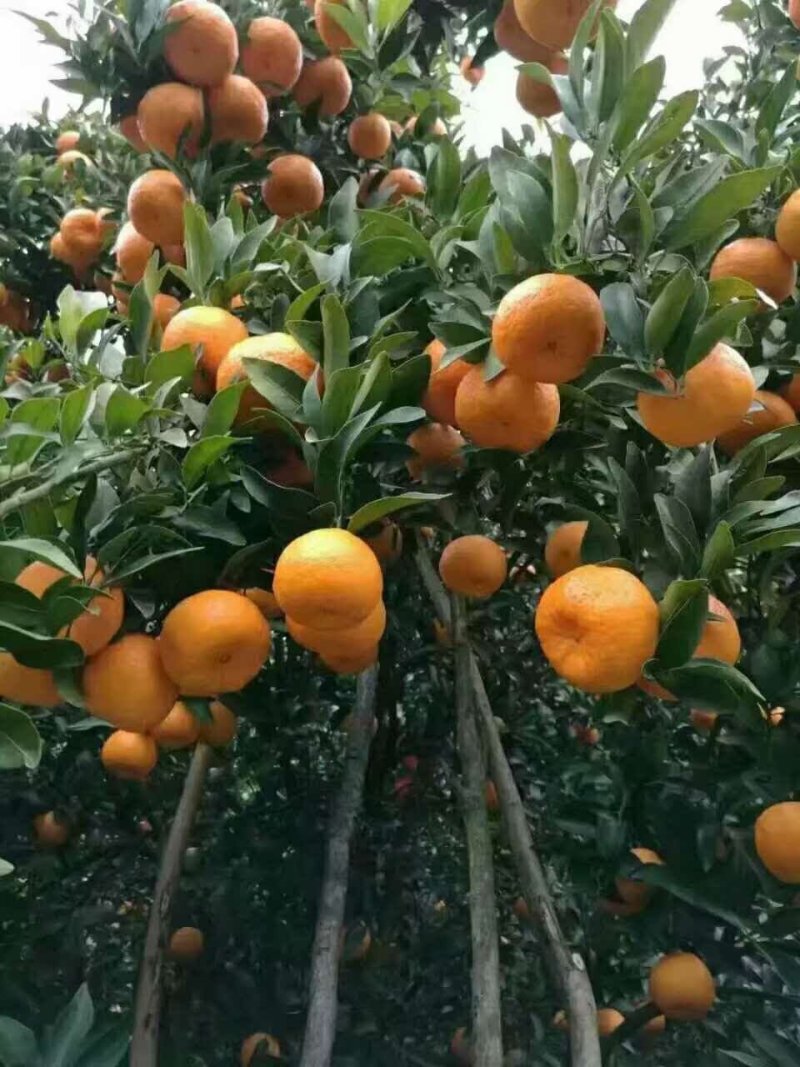 湖北椪柑/椪柑批发/春椪含糖量高水分足果肉细腻化渣
