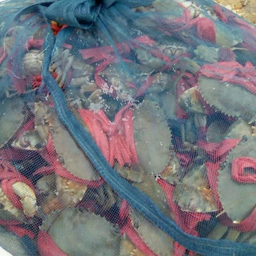 零售批发各种海鲜，海蛏，青蟹，小白虾