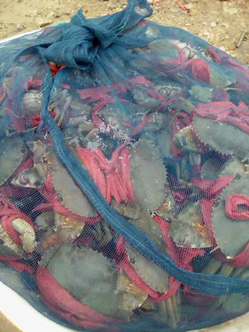 零售批发各种海鲜，海蛏，青蟹，小白虾