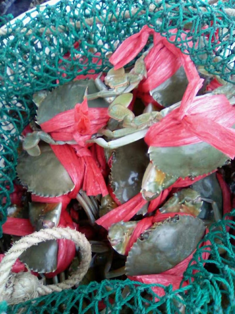 零售批发各种海鲜，海蛏，青蟹，小白虾