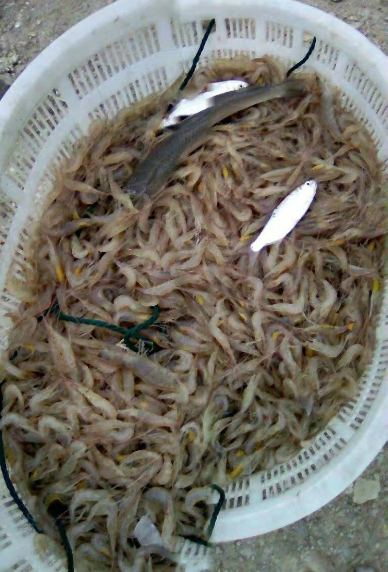 零售批发各种海鲜，海蛏，青蟹，小白虾