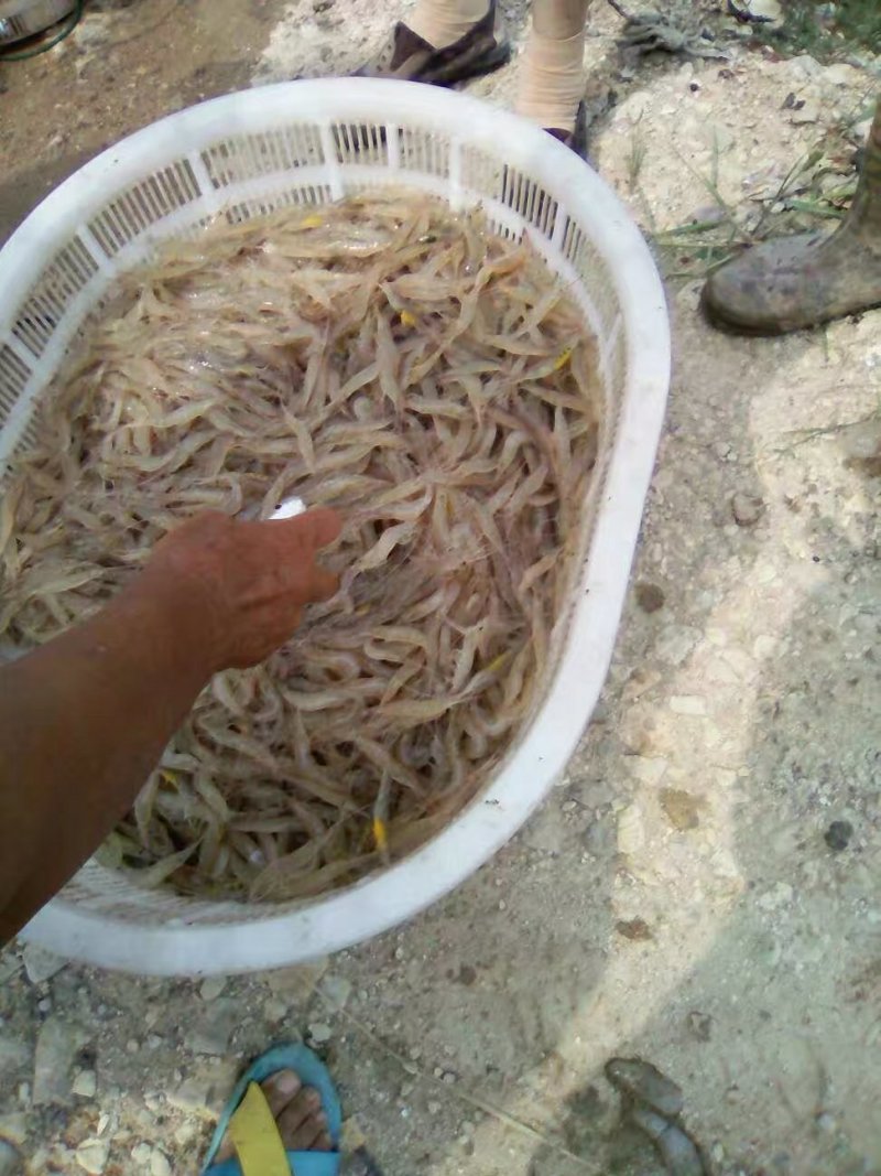 零售批发各种海鲜，海蛏，青蟹，小白虾