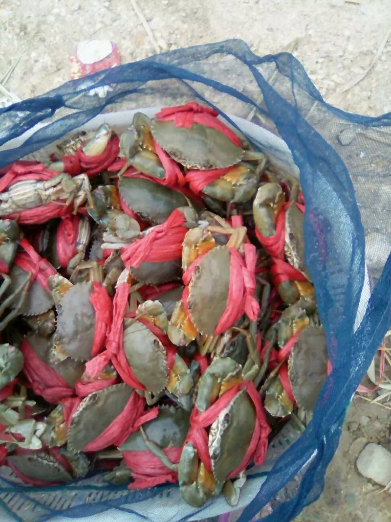 零售批发各种海鲜，海蛏，青蟹，小白虾