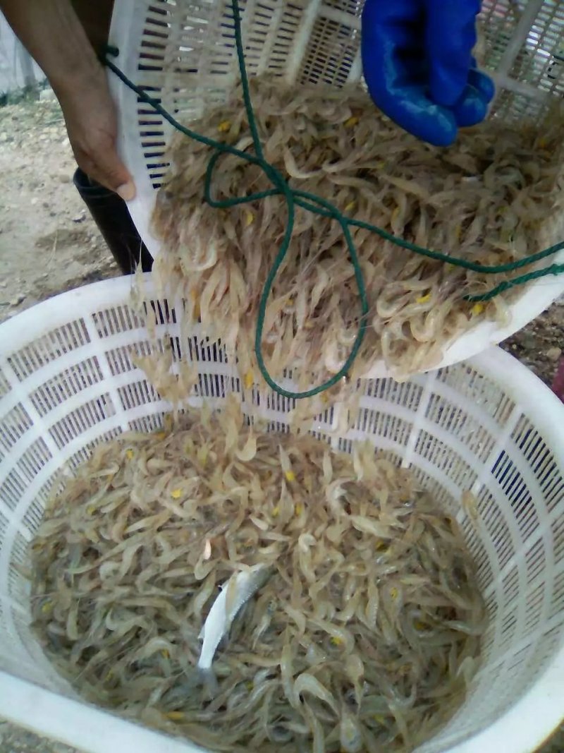 零售批发各种海鲜，海蛏，青蟹，小白虾