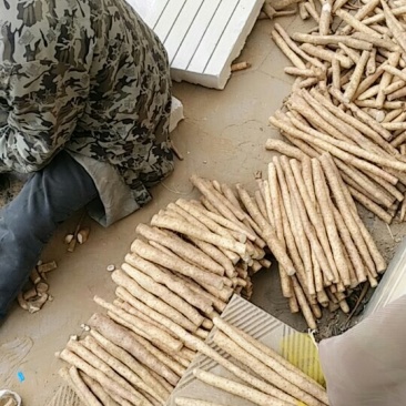 小白嘴一点红