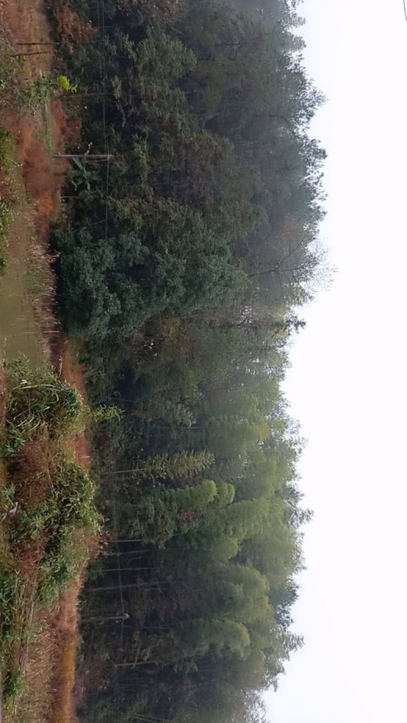 大量供应竹子沙树