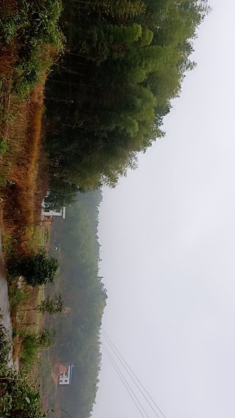大量供应竹子沙树