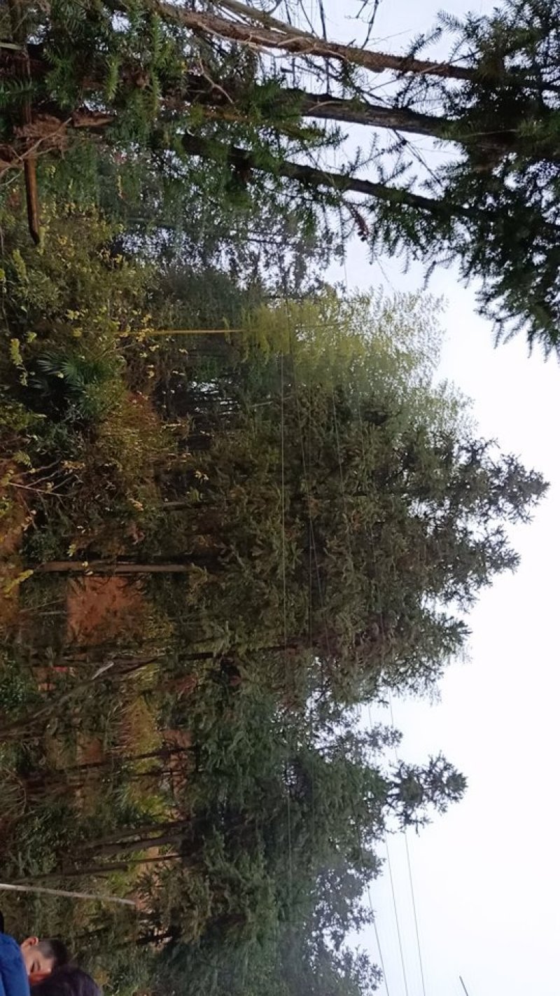 大量供应竹子沙树