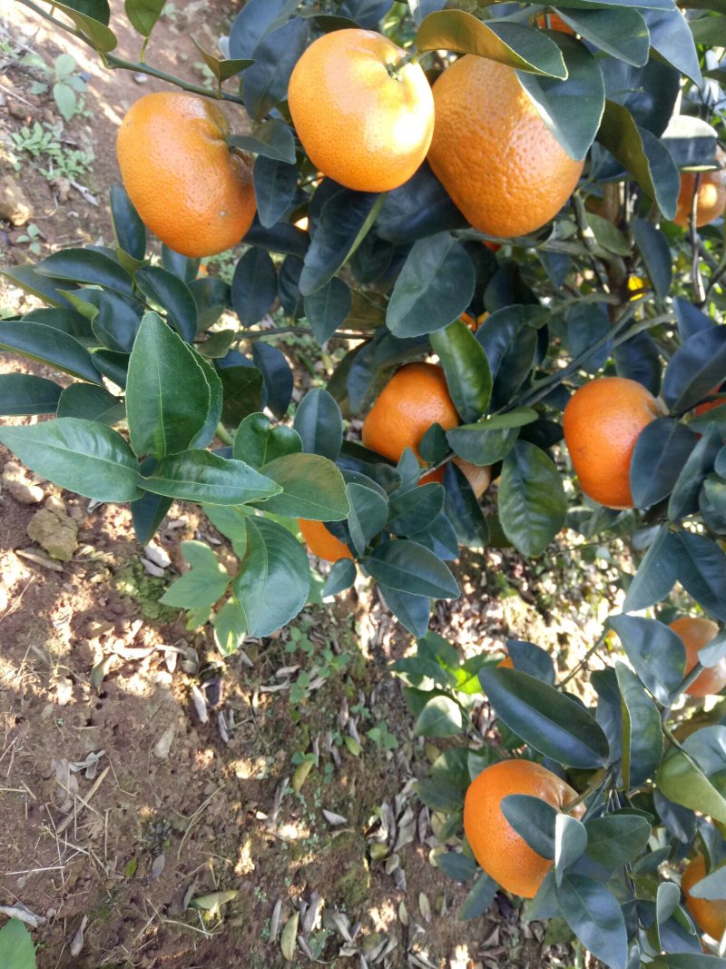 诚信代办广西崇左默科特柑橘个大口感特殊