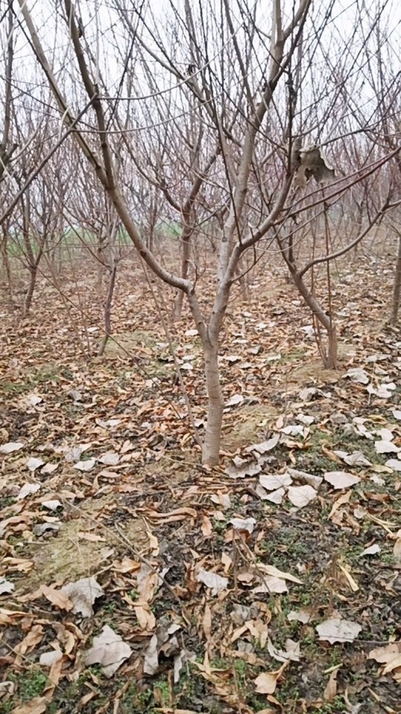 矮化占地桃树苗