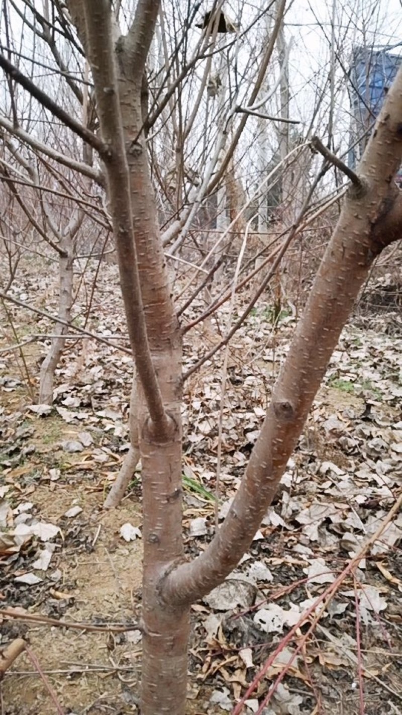 矮化占地桃树苗