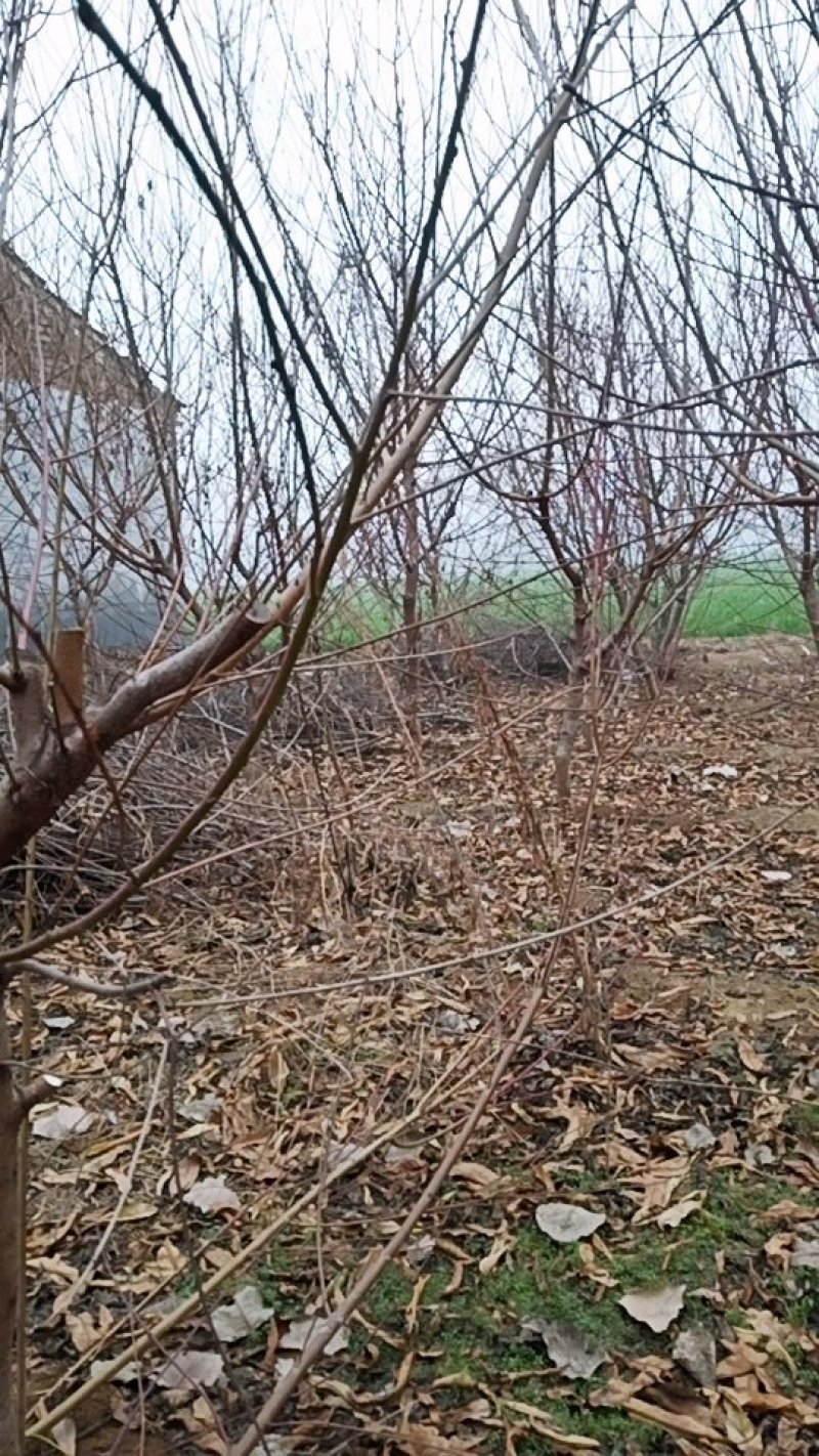 矮化占地桃树苗