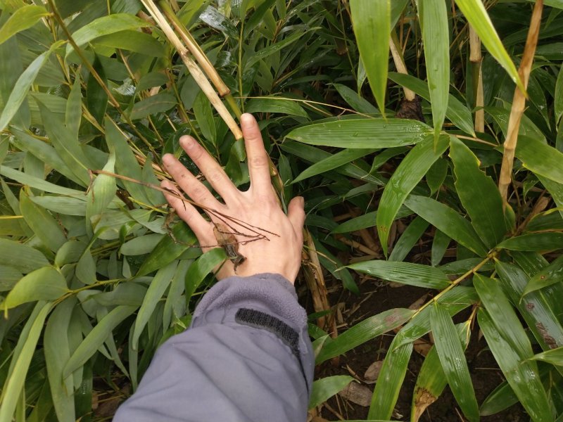 方竹苗，可回收竹笋