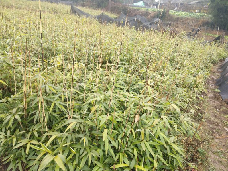 方竹苗，可回收竹笋