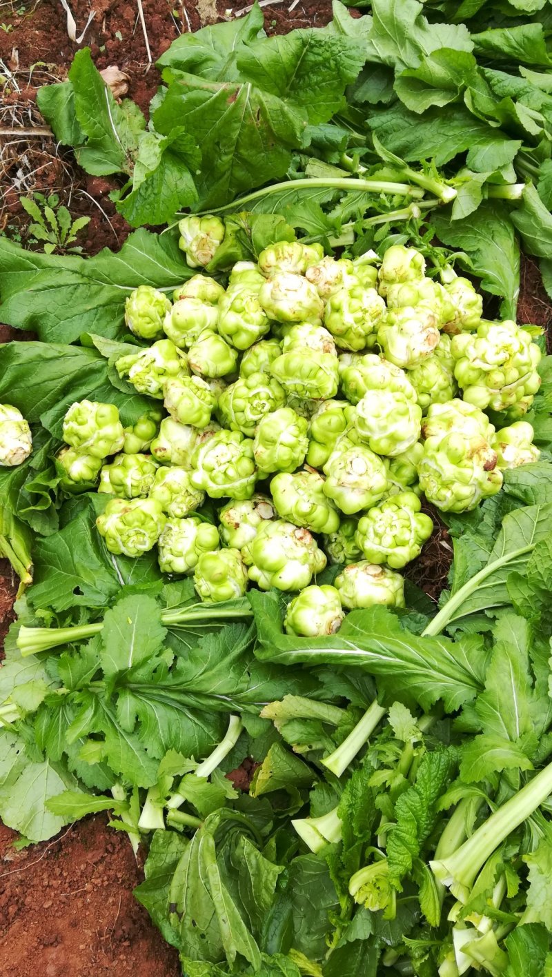四川资阳产地出售榨菜，欢迎大家选购………
